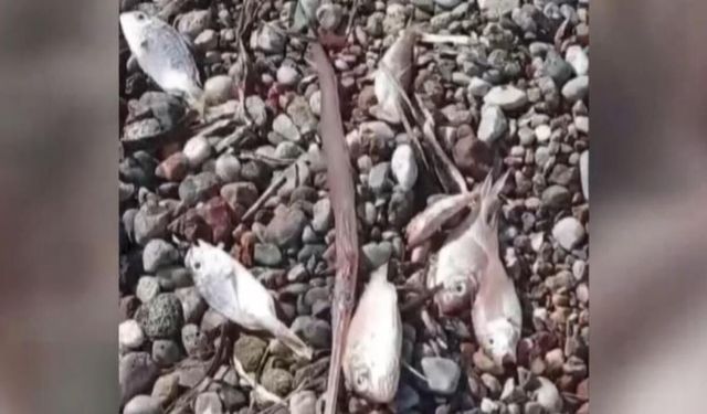 Muğla'da ölü balıklar kıyıya vurdu