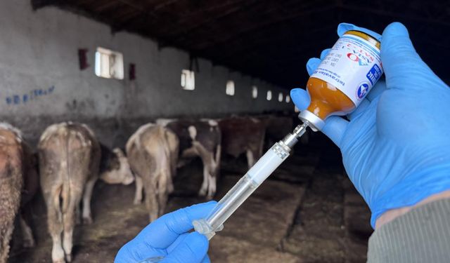 "Şap hastalığı" nedeniyle 11 mahalle karantinaya alındı