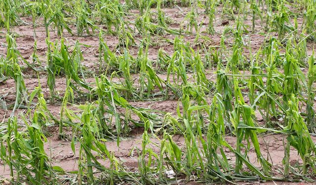 TARSİM tarafından teminat altına alınacak ürün ve riskler belirlendi