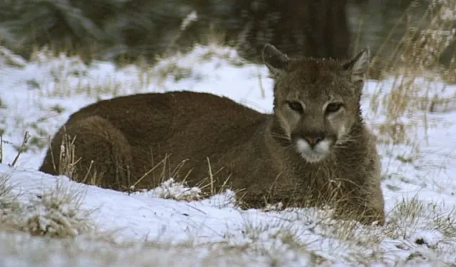 ABD'de yürüyüş yapan kadın puma saldırısında öldü