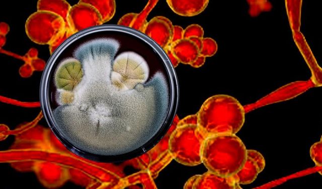 ABD alarm verdi 60 ülkede görüldü