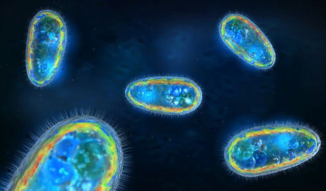 Bilim insanlarından amip uyarısı: 'Dünya genelinde su sistemlerine yayılıyor'