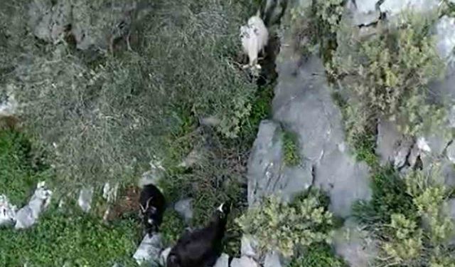 AFAD'dan keçi kurtarma operasyonu