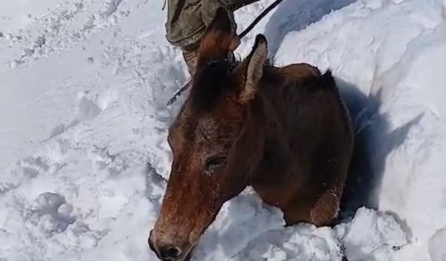 Dağda karda mahsur kalan katırlar kurtarıldı
