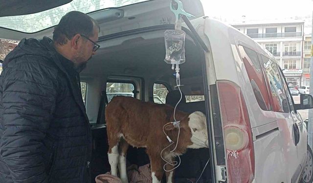 Dumandan zehirlenen 6 günlük buzağıya bagajda acil müdahale