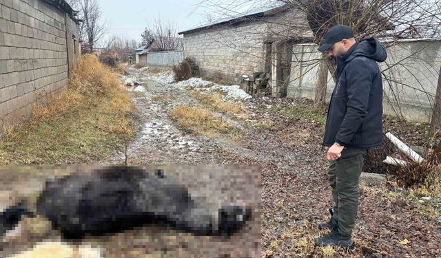 Erzincan'da at ve eşek silahla katledildi