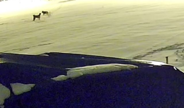 Kurtlarla dövüşen köpekten geriye postu kaldı