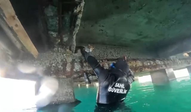 Mahsur kalan kedi için sahil güvenlik seferber oldu