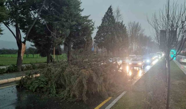 Menteşe'de şiddetli fırtınada ağaç devrildi, trafik durdu