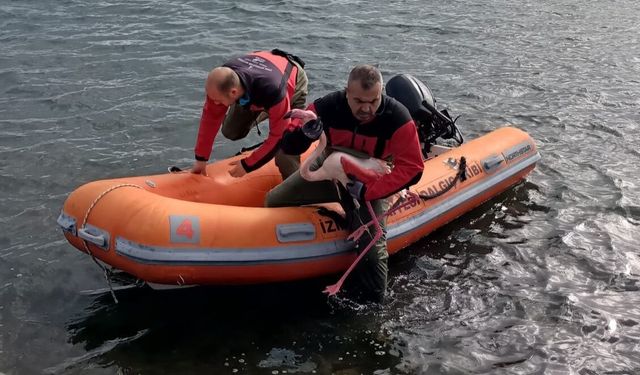 Misina tuzağından özgürlüğe