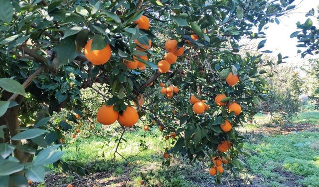 Portakal çalarken suçüstü yakalanan 5 şahıs yakalandı