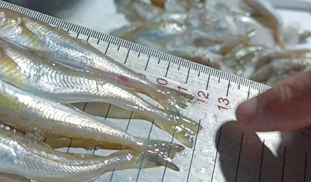 Sansun'da kaçak avlanan 2,6 ton mezgide el konuldu