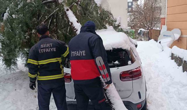 Siirt'te karın ağırlığına dayanamayan çam ağacı otomobilin üzerine devrildi