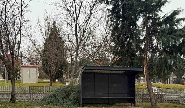 Tavşanlı'da şiddetli rüzgar ağaç devirdi