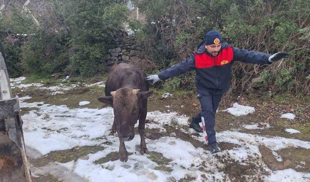 Tokat'ta su kuyusuna düşen inek kurtarıldı