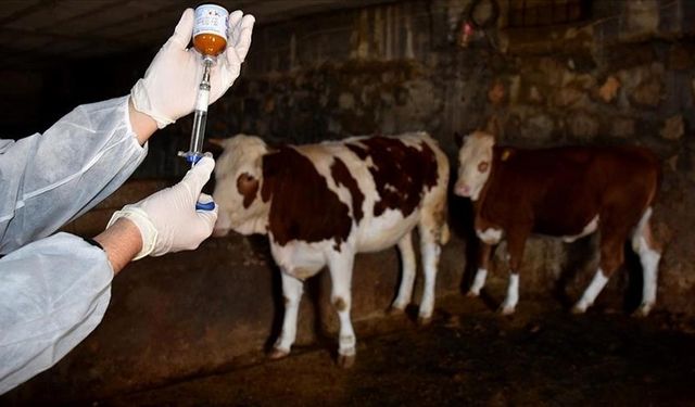 CHP’li Pala: Hayvan sağlığındaki çöküş, halk sağlığı krizine dönüşmektedir