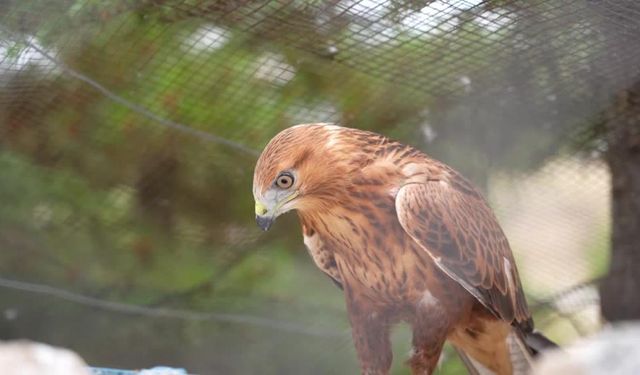 Geçen yıl 11 bin yaban hayvanı tedavi edilerek doğaya salındı
