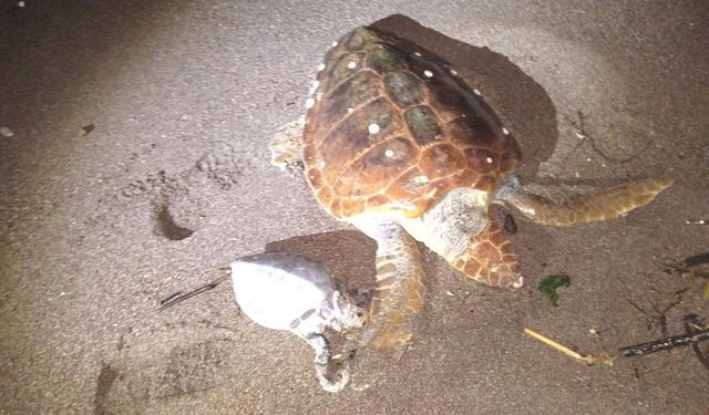 2 caretta caretta kıyıya vurdu