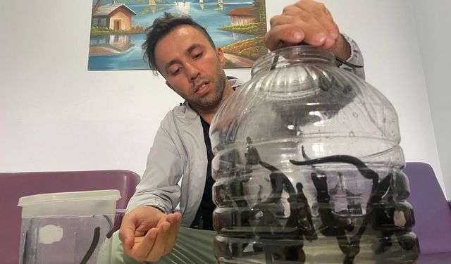 Kadınlar cilt güzelliğini sülükte arıyor