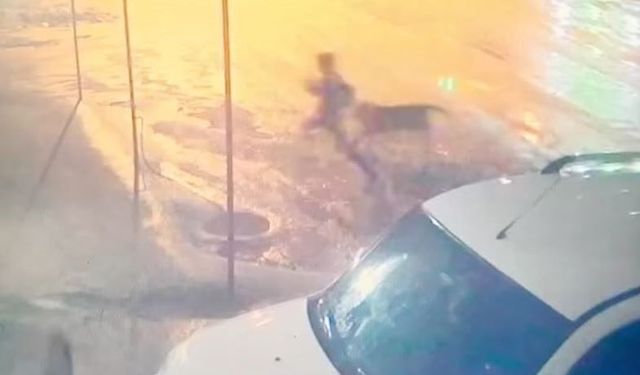 Adıyaman'da sahipsiz köpek dehşeti: 10 yaşındaki çocuğu vatandaşlar kurtardı