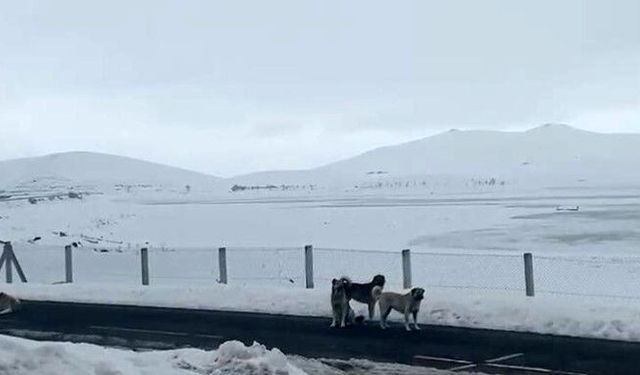 Ağrı'da başıboş sokak köpekleri tehlike saçıyor