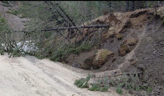 Amasya'da ormanlık alanda heyelan: Ağaçlar devrildi