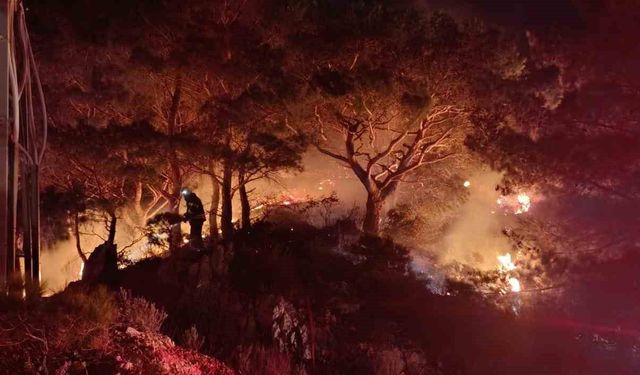 Bodrum'da ormanlık alanda yangın: 2 dönüm alan zarar gördü