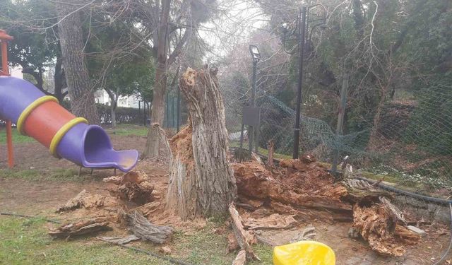 Bozdoğan'da ağaç devrildi, duvar çöktü: 2 yaralı