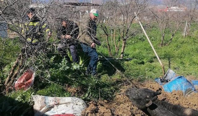 Denizli'de foseptik çukuruna düşen inek itfaiye ekiplerince kurtarıldı