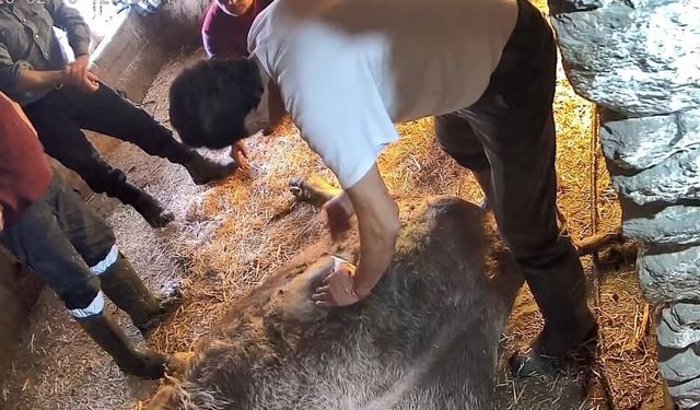 Doğum yapmakta zorlanan ineği sezaryen yapan S.T.'den açıklama: Çağırdılar insanlık namına yardımcı oldum