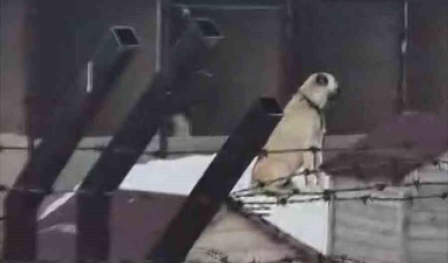 Erzincan'daki deprem öncesi Sivas'taki Kangal köpekleri tepki verdi