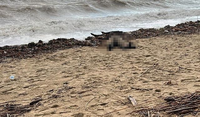 Sarımsaklı sahiline kadın cesedi vurdu