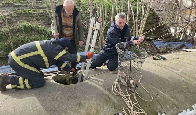 Su deposuna düşen yavru köpek 6 saat sonra kurtarıldı