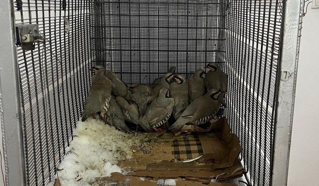 Van'da keklik avına 75 bin 303 TL idari para cezası