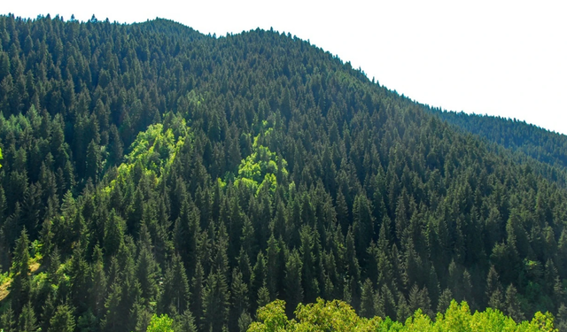 Resmi Gazete’de Bursa için orman sınırı kararı