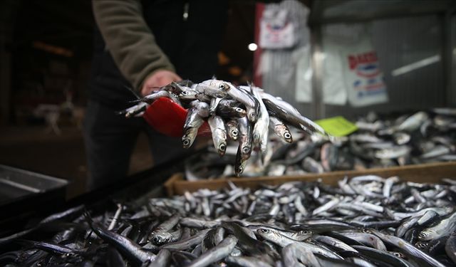 Hamsi tezgahlardaki tahtına yeniden oturdu