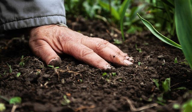 Son cemre de toprağa düştü: Baharın habercisi tamamlandı