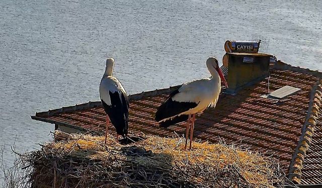 Yaren Leylek, Nazlı'sına kavuştu