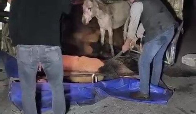 Adana'da kasası eşek dolu kamyonet yola devrildi