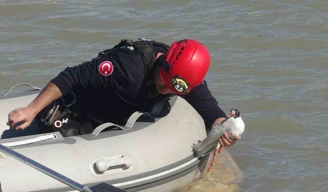 Antalya itfaiyesinden film gibi martı kurtarma operasyonu