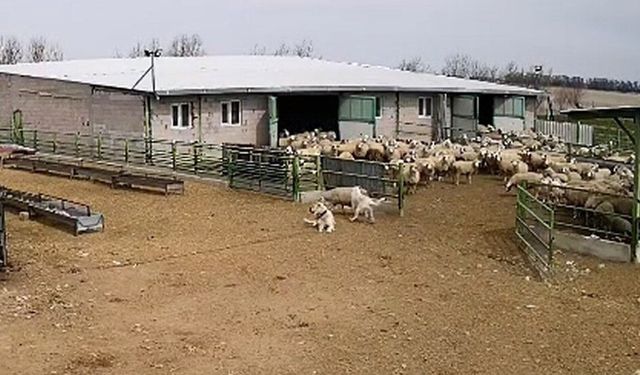 Başıboş köpek çiftliğe girip koyunları kovaladı, çiftliğin köpeği olanları izledi