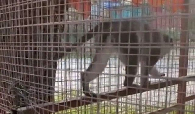 Denizli'de 3 örümcek maymunu ele geçirildi