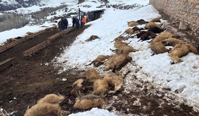 Erzincan'da yemden zehirlendikleri düşünülen 80 koyun telef oldu