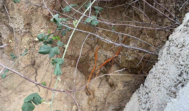 Fidan dikimi sırasında insan kafatası ve kemik parçaları bulundu