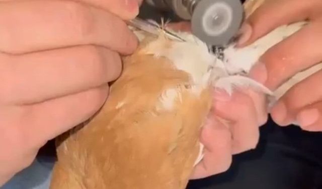 Güvercinin ayağına dolanan demir bilezik itfaiye ekibince çıkartıldı