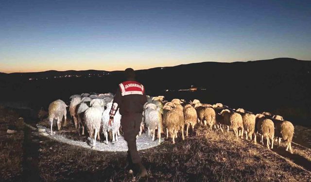 Kütahya'da kaybolan hayvanları jandarma dronla buldu