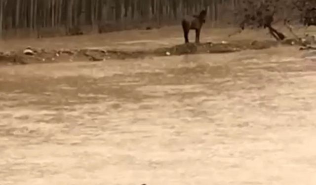 Mardin'de sel sularına giren vatandaş atını kurtardı