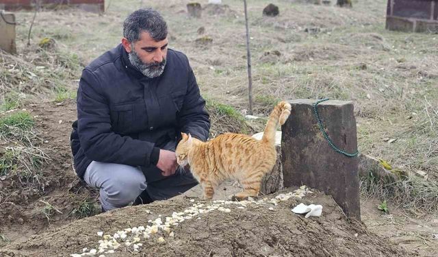 Muş'ta 9 gün önce öldürülen adamın kedileri mezarının başından ayrılmıyor