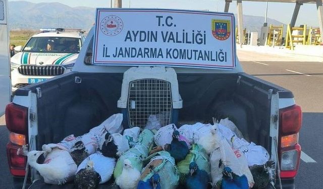 Nazilli'de tavus kuşu operasyonu