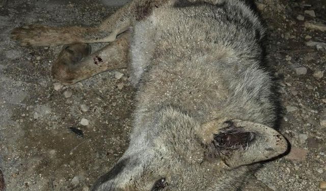 Otomobilin çarptığı kurt telef oldu